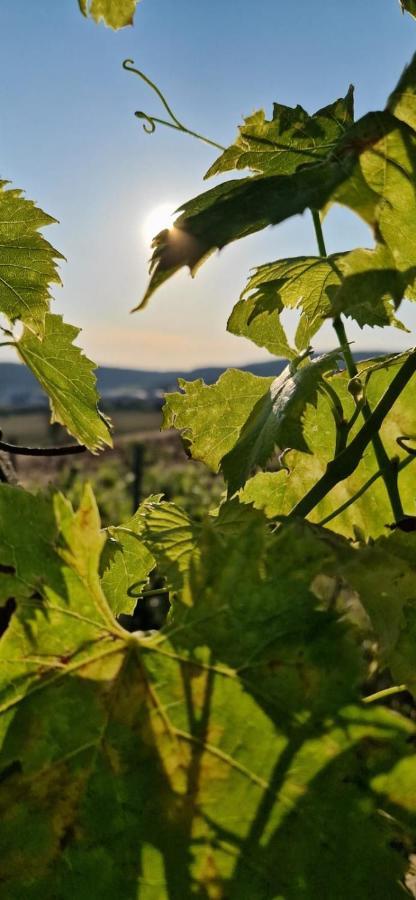 Podere La Selva Rapolano Terme Kültér fotó